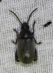 Pachymerus nucleorum