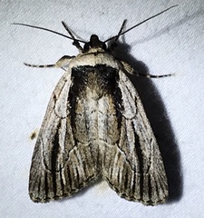 Sympistis badistriga