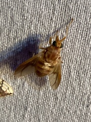 Goniops chrysocoma