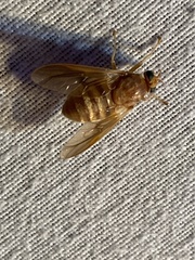 Goniops chrysocoma