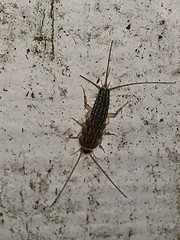 Ctenolepisma lineatum