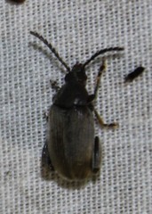 Pachymerus nucleorum