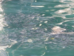 Thaleichthys pacificus