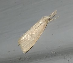 Diatraea