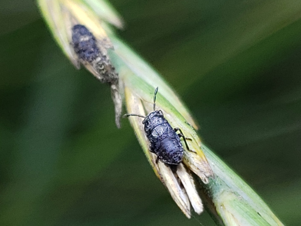 Phlegyas abbreviatus