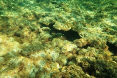 Meuschenia freycineti