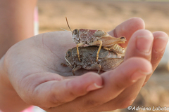 Lagoonia scabronotum