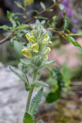 Pedicularis tristis