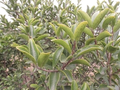 Daphnopsis caracasana