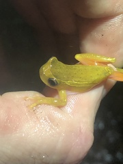 Dendropsophus bifurcus