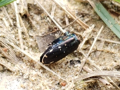 Cicindela punctulata punctulata