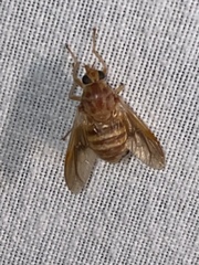 Goniops chrysocoma