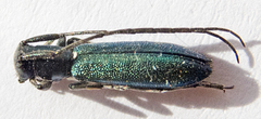 Agapanthiola leucaspis