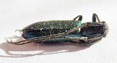 Agapanthiola leucaspis