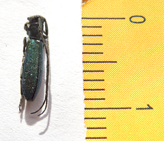 Agapanthiola leucaspis