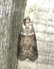 Acrobasis caryae