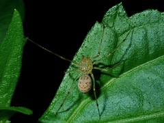Scytodes pallida