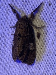 Dasychira obliquata