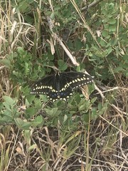 Papilio machaon bairdii