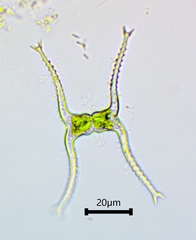 Staurastrum leptocladum