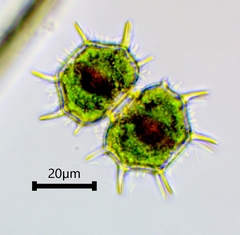 Xanthidium cristatum