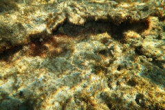 Lepidoblennius marmoratus