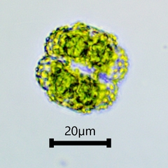 Cosmarium ornatum