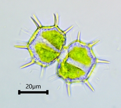 Xanthidium cristatum