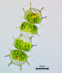 Xanthidium cristatum