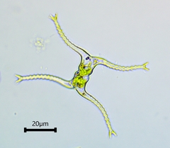 Staurastrum leptocladum