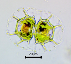 Xanthidium cristatum