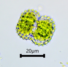 Cosmarium punctulatum