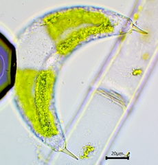 Spinoclosterium cuspidatum