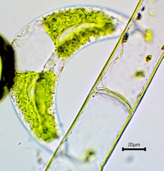 Spinoclosterium cuspidatum