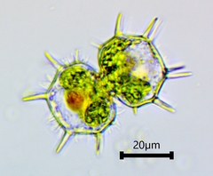 Xanthidium cristatum