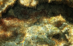 Lepidoblennius marmoratus