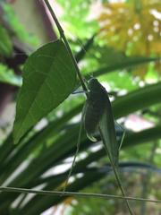 Phaneropterinae