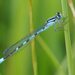 Marsh Bluet - Photo (c) Cameron Eckert, some rights reserved (CC BY-NC), uploaded by Cameron Eckert