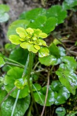 Chrysosplenium serreanum