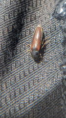 Melandryinae