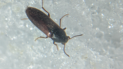 Melandryinae