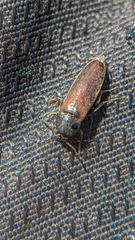 Melandryinae