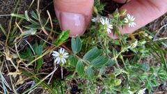 Stellaria dichotoma