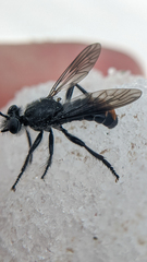 Laphria gilva
