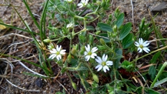 Stellaria dichotoma