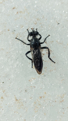 Laphria gilva