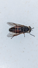 Hybomitra arpadi