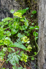 Chrysosplenium serreanum