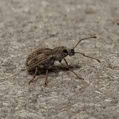 Calomycterus setarius