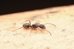 Camponotus nipponensis